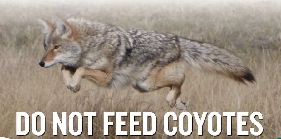 (Photo credit Province of Manitoba website page - co-existing with coyotes)